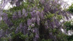 КЛЕМАТИСЫ в КОНТЕЙНЕРАХ . Как сохранить зимой.