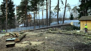 Расчистка участка / спил деревьев / дробление веток и вывоз порубочных остатков / измельчение пней.