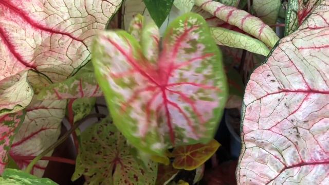 Caladiumları tanıyalım! Caladium sezonu geldi 🥳 смотреть онлайн