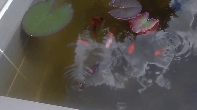 Правильная #посадка и уход за #нимфеями #лилиями смотреть онлайн