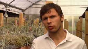 Tillandsia latifolia (Planta Brutt video 24) English