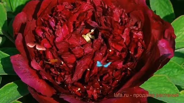 Пион древовидный Черный Лоск ? обзор: как сажать, саженцы пиона Черный Лоск смотреть онлайн