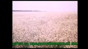 Что будет, если пчёл не будет на земле?