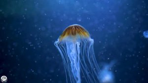 Aquarium 4K VIDEO ULTRA HD 🐠 Sea Animals With Relaxing Music - Rare & Colorful Sea Life Video