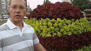 Топиарий. Как выглядит готовое топиари.