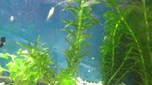 Элодея.Elodea