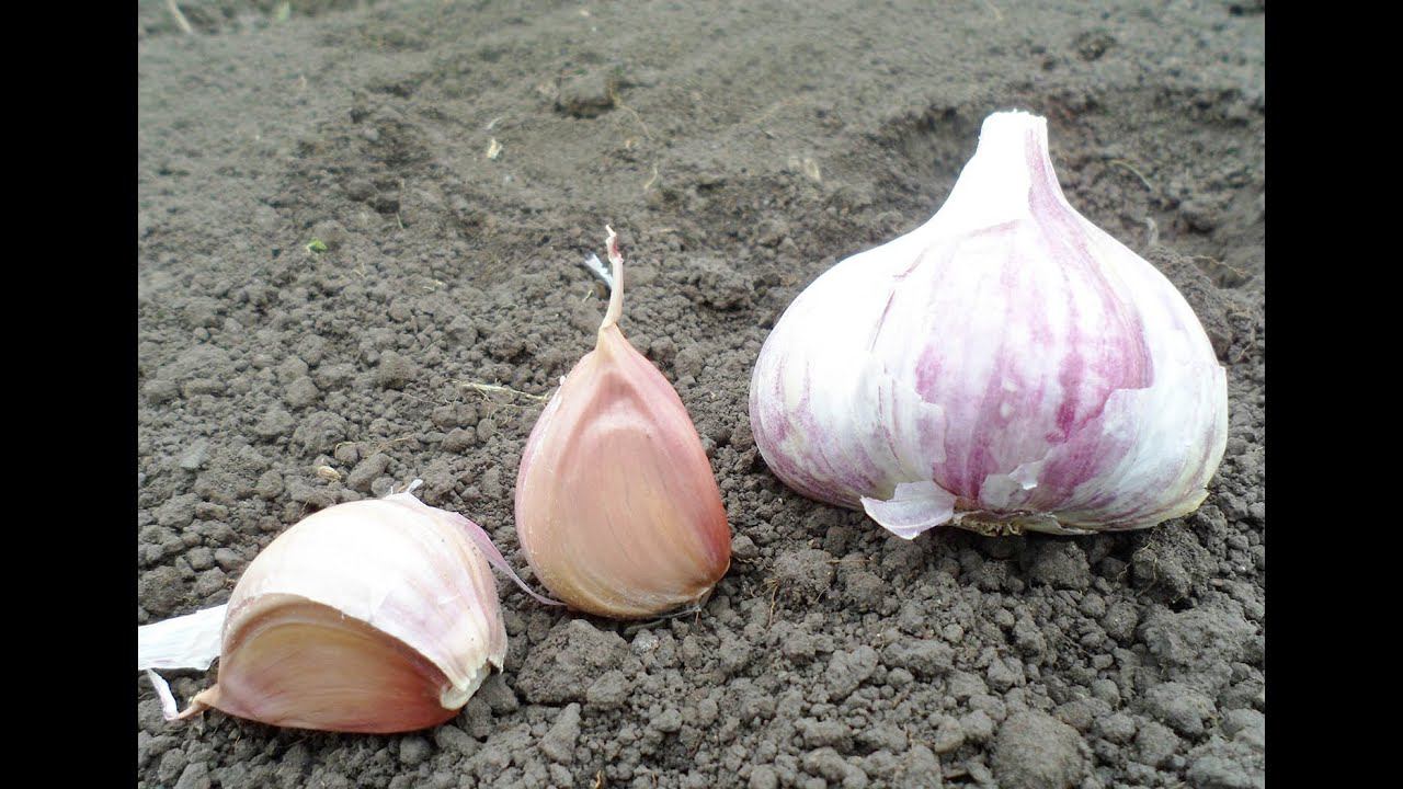 Как садить чеснок под зиму со 100 процентной гарантией урожая! смотреть онлайн