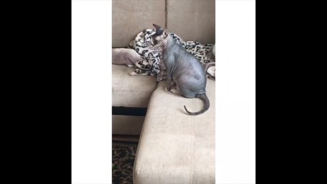 Любимый сфинкс