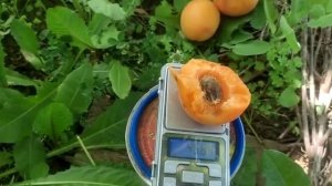 Ранний абрикос Кармен Топ урожай 2022