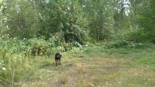 Как выбрать собаку. Ротвейлер смотреть онлайн