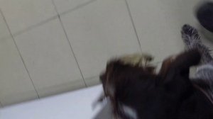 Обучение дратхаара к охоте.