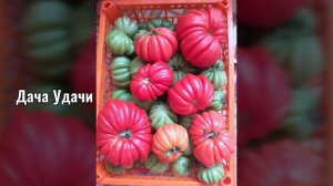 Томат ГРИБНОЕ ЛУКОШКО! Всего один куст завалит урожаем! Дача удачи