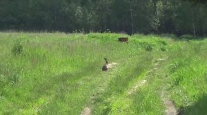 Вышел зайчик погулять.