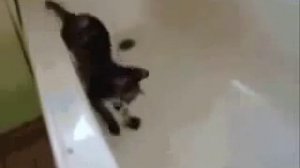 Приколы с животными  Котенок и кролик