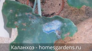 Проблемы с каланхоэ: растение сохнет