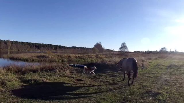 Лошадь и собака вместе гуляют. смотреть онлайн