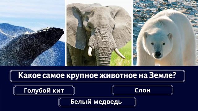 Видео-тест #1: Проверьте свои знания о животных смотреть онлайн