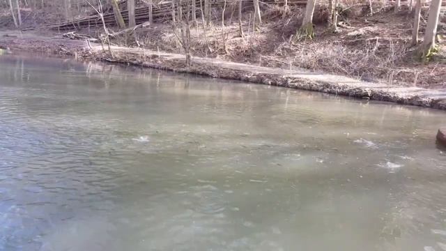 форель, голец, рыбоводство, разводить форель, озеро, пруд, trout, char, fish farming смотреть онлайн