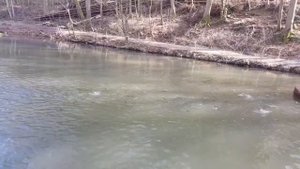 форель, голец, рыбоводство, разводить форель, озеро, пруд, trout, char, fish farming