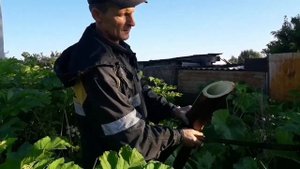 21 июня 2020 г. Как выглядит борщевик Сосновского