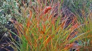 Мискантус китайский Пурпуресценс ? обзор: как сажать, саженцы мискантуса Пурпуресценс