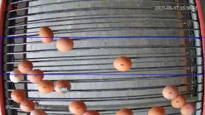 Счетчик яиц для прутковых транспортеров обычной камерой