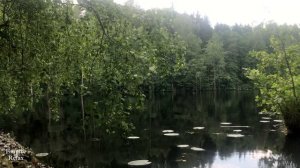 Звуки Природы: Лесное Озеро с Пением Птиц и Кваканьем Лягушек для Релакса и Отдыха.