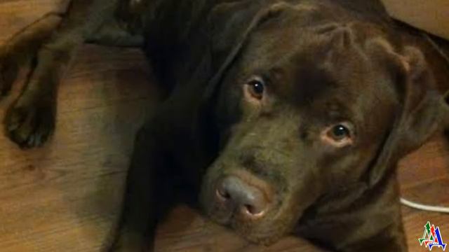 ДИК 28 «Эй, ты! Быстро подозвал собаку, пристегнул поводок!» - дог остановился, посмотрел на хозяин смотреть онлайн