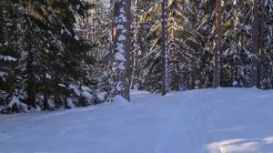 Зимняя сказка. Прогулка по заснеженному лесу.