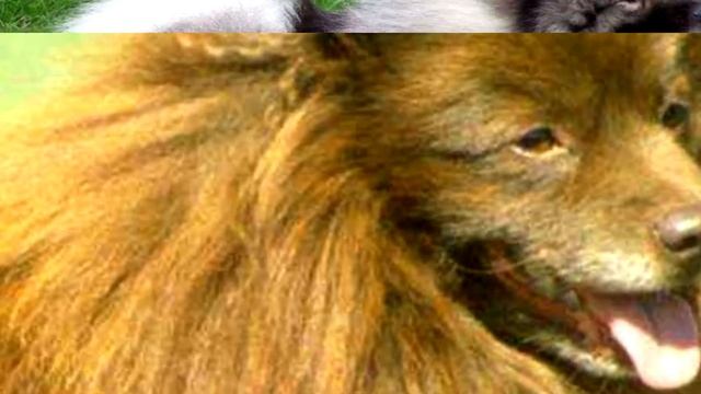 Порода собак. Кеесхонд. Роскошная собака ,с пышной шерстью.Хороший охранник и друг человека смотреть онлайн