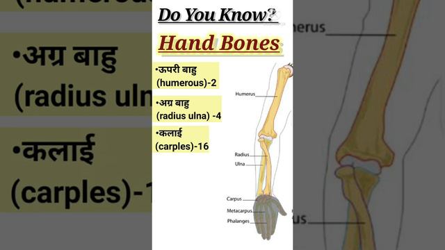 name of hand bones || learn with figure|| It's Unique || learn easily