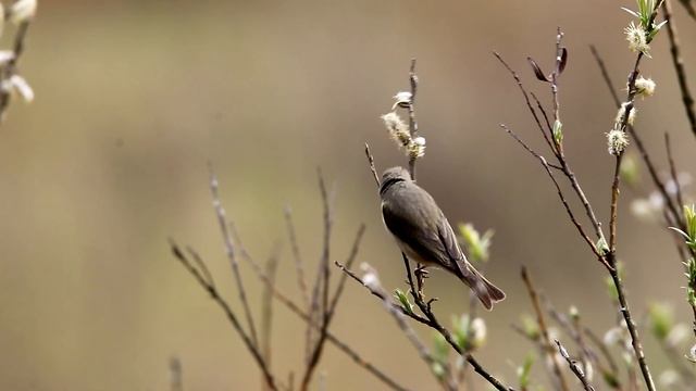Пеночка-весничка. Phylloscopus trochilus. Птицы Беларуси.