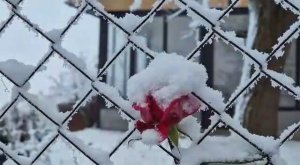 Жизнь в Горах Готовим Жареную Утку с Картошкой #АЗЕРБАЙДЖАН