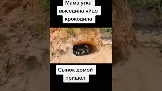 мама утка вьседила яйцо крокодила