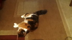 Кошка хочет кота,что делать?