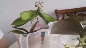 Как легко обработать орхидею фундазолом от гнили корней.