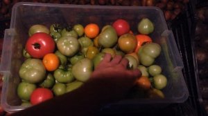 СПОСОБЫ ДОЗРЕВАНИЯ ЗЕЛЕНЫХ ТОМАТОВ (что делать если помидоры не успели созреть)