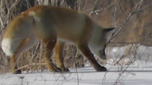 ЛИСИЦА ОБЫКНОВЕННАЯ НЕОБЫКНОВЕННО ХОРОША