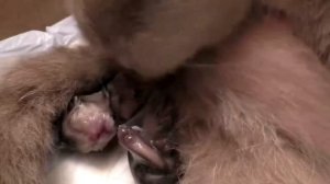 как правильно принять роды у кошки.