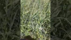 т-25 косим и польская роторная косилка