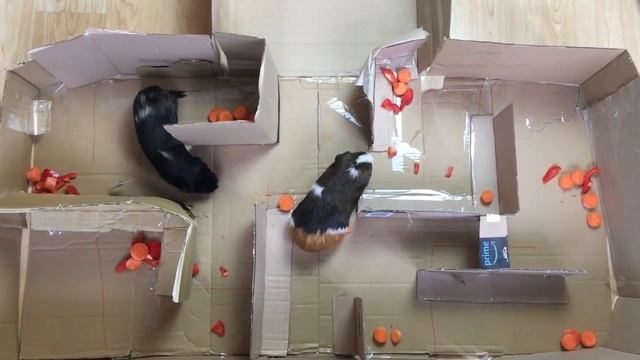 Guinea Pig Maze - Super Awesome Fun For Piggies смотреть онлайн