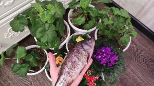 СДЕЛАЙ ЭТО В ЯНВАРЕ с Геранью, чтобы куст не желтел и набирался сил, как все лето не в себя цвел