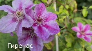САМЫЕ КРАСИВЫЕ СОЧЕТАНИЯ с клематисом Пурпуреа Плена Элеганс