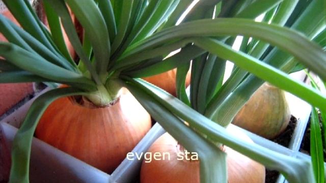 5 Как получить свои СЕМЕНА ЛУКА смотреть онлайн