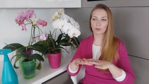 Уход за орхидеями фаленопсис. Основные правила.