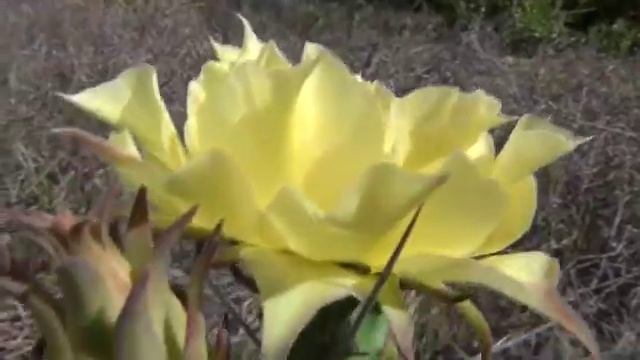 Opuntia ammophila Small 1919 (#9) смотреть онлайн