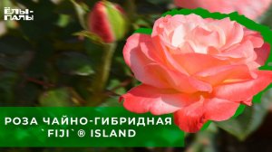 Роза чайно гибридная `Фиджи` `Fiji`® ISLAND