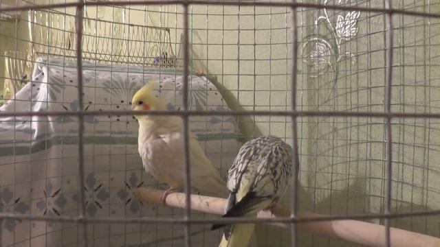 Как определить пол попугая кореллы 2. Ошибка в определении пола. смотреть онлайн