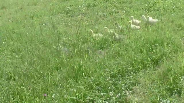 Гусята бегают гуськом смотреть онлайн
