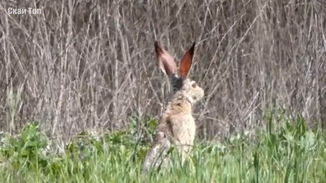 Ушастые животные... Животные с самыми большими ушами! смотреть онлайн